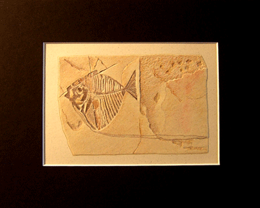 fish fossil