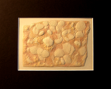 shell fossil